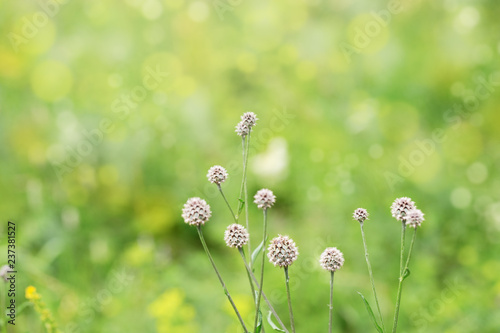 Nature background with wild grass, bokeh, wallpaper green environment. Beautiful nature scene with grass in nature.