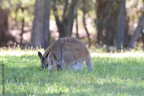 オーストラリア　野生のカンガルー photo