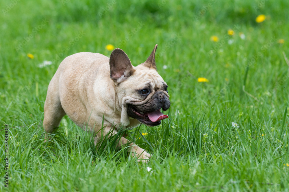 French bulldog on a grassy field