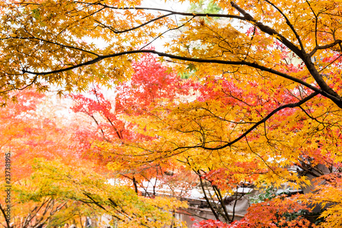 autumn leaves in kyoto