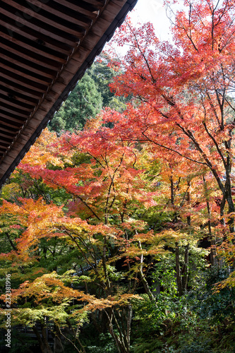 eikando in kyoto