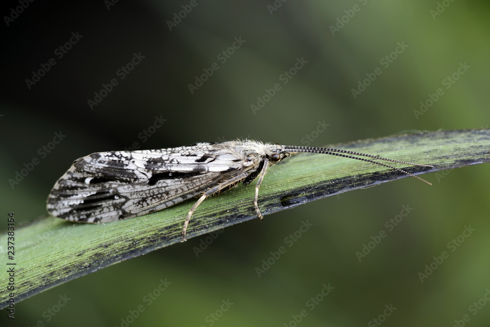 Caddisfly Caddisfly