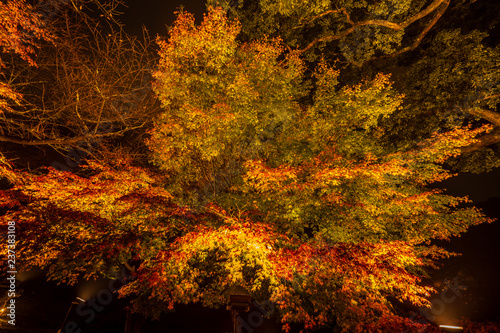 Beautiful Japanese garden named Mifuneyama Rakuen in autumn night view with 160 years old big maple tree leaves. photo