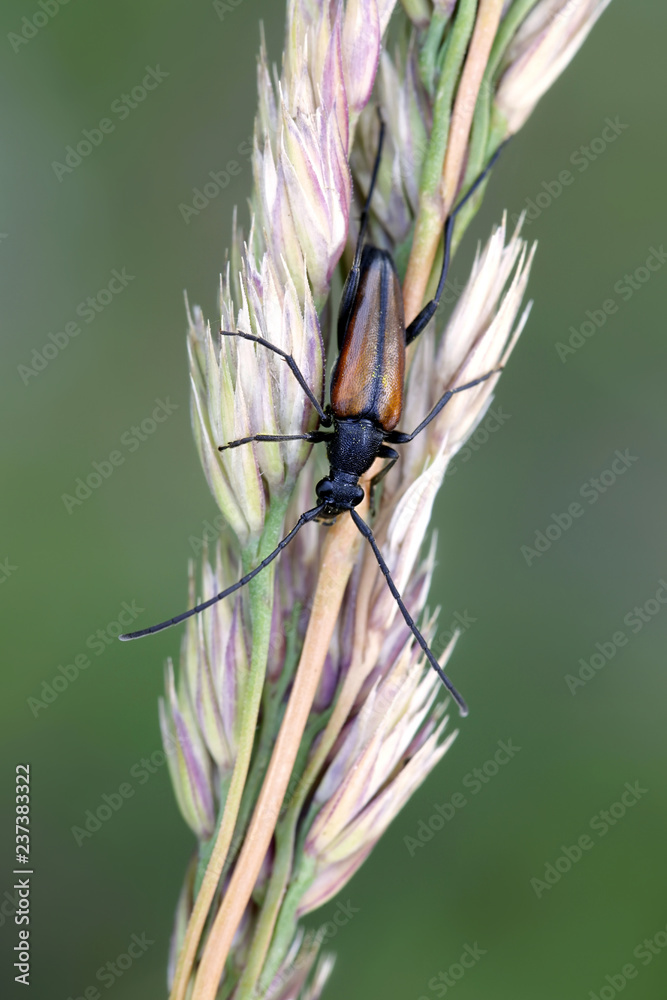 Longhorn beetle, also called longicorn, Leptura melanura Longhorn beetle, also called longicorn, Leptura melanura