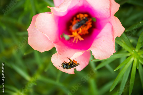 bee on a pink flower