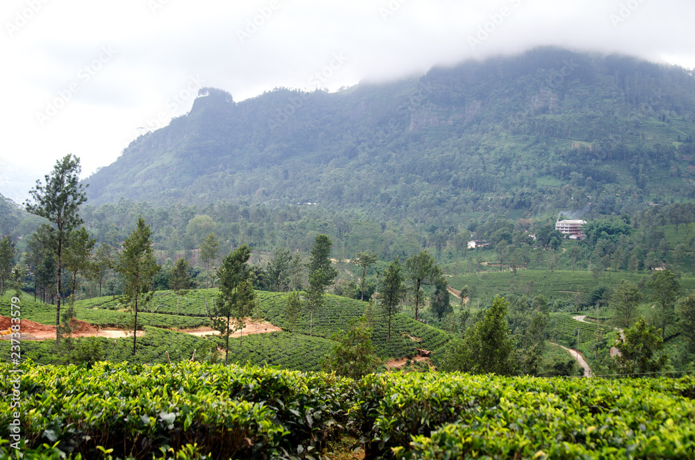 Tea plantations on the background of mountains, shrouded in mist. Nuwara Eliya. Sri Lanka. Tea plantations on the background of mountains, shrouded in mist. Nuwara Eliya. Sri Lanka.
