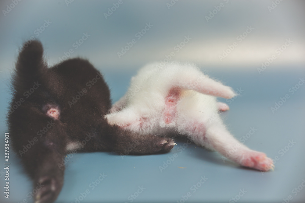 little white and black kitty rear view paws and tail, anus little white and black kitty rear view paws and tail, anus