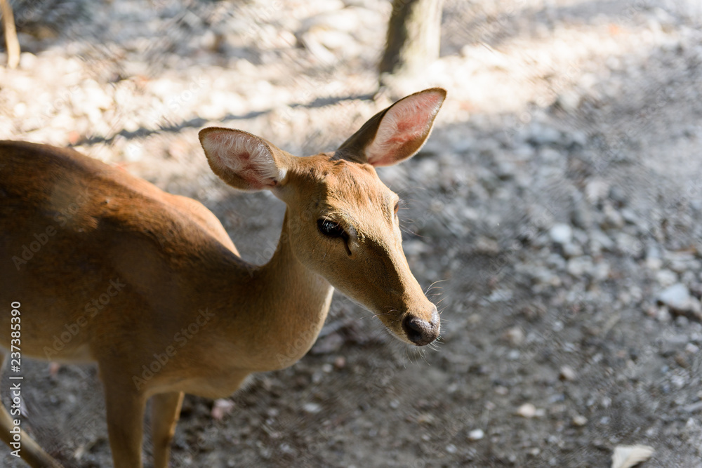 Common barking deer in Chiang Mai Zoo , Chiang Mai Thailand Common barking deer in Chiang Mai Zoo , Chiang Mai Thailand