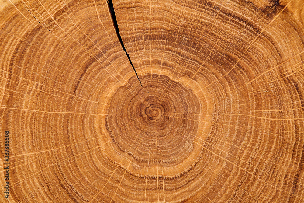 Fototapeta premium texture of wood