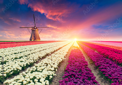 Landscape with tulips, traditional dutch windmills and houses near the canal in Zaanse Schans, Netherlands, Europe.