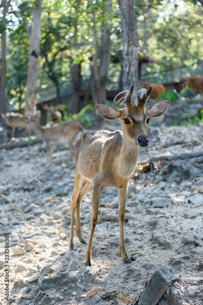 Common barking deer in Chiang Mai Zoo , Chiang Mai Thailand Common barking deer in Chiang Mai Zoo , Chiang Mai Thailand