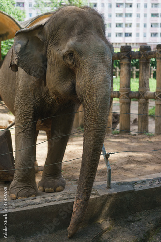 elefante baby at the zoo