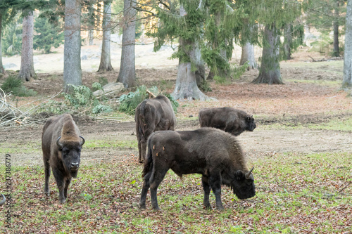 Wisent