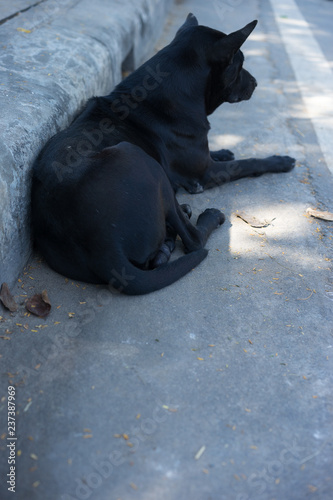 Black dog lying on the concrete floor