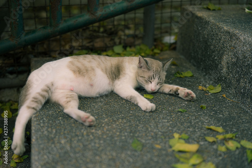 sleeping cat