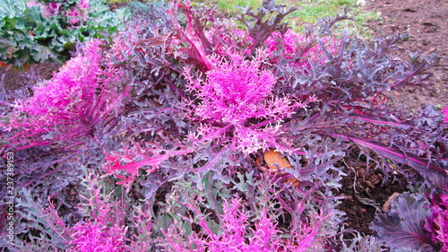 purple flowers in the garden