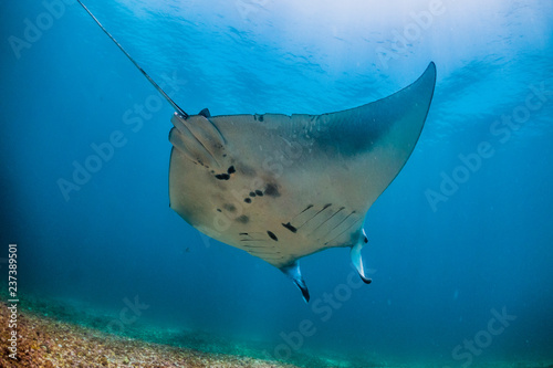 Manta soaring above