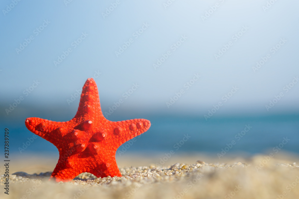 Red starfish pinned on sand at the beach. Blue sea on background Red starfish pinned on sand at the beach. Blue sea on background