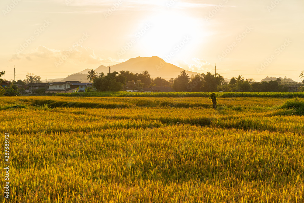in field rice outdoor with sunset light in countryside in Thailand