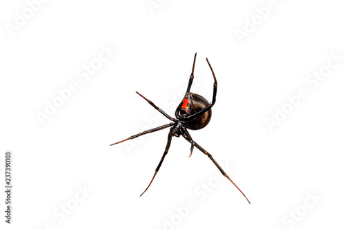 Rotrückenspinne / Schwarze Witwe (Latrodectus hasselti) - redback spider photo