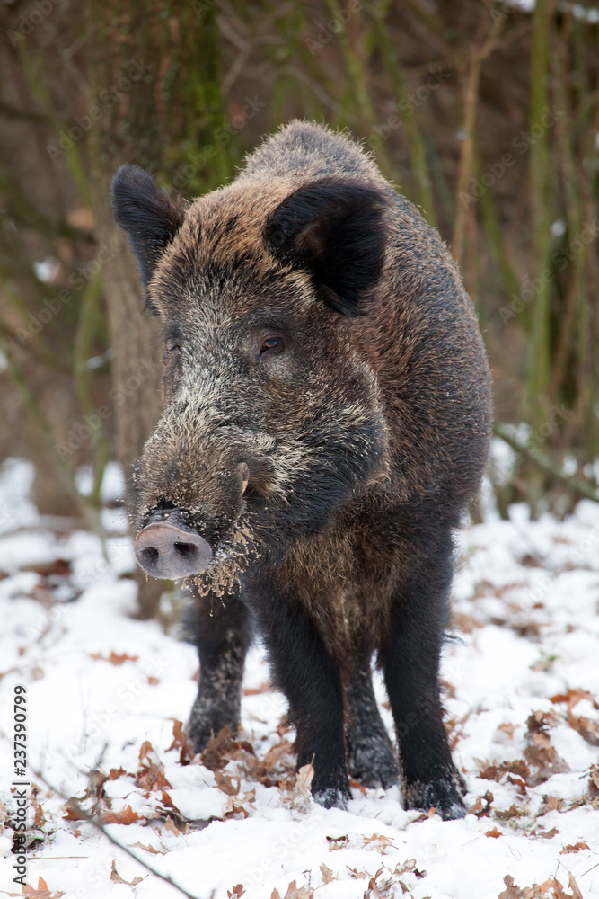 wild boar in forest wild boar in forest