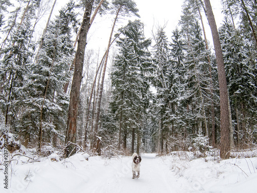 Hunting dog English springer spaniel runs along the trail in the in the winter forest