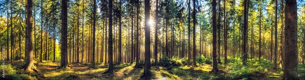Obraz premium Panoramiczny krajobraz jesienny las