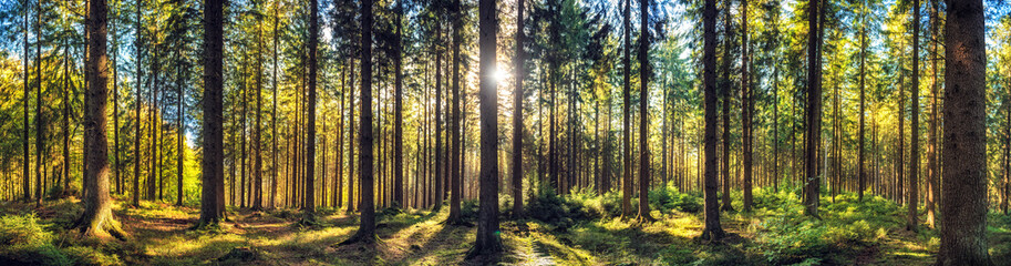 Fototapete Grau 2 Panorama herbstliche Waldlandschaft  © Symbiot