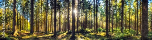 Obraz  z motywem Panoramic autumn forest landscape