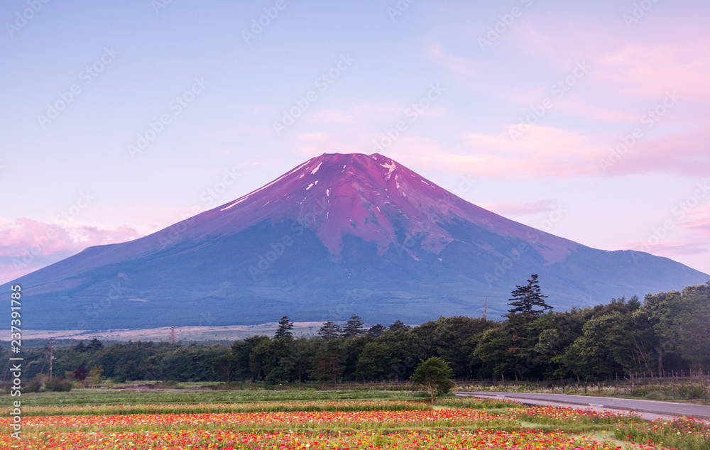 夏の花の都公園から赤富士