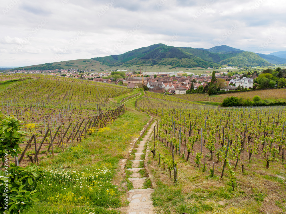 Wide aerial view of stairs through a hillside vineyard with town in background. Alsace Wine Route, Turckheim, France. Travel and winemaking tourism.