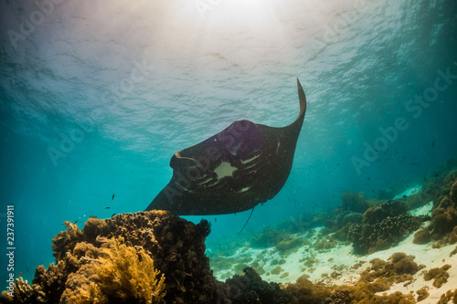 Black manta passing over coral bommie photo