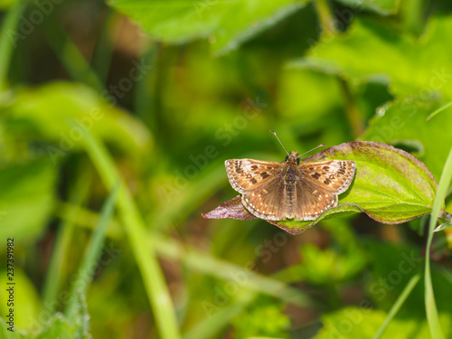 Dingy Skipper butterfly ( Erynnis tages ) on grass, wings open photo