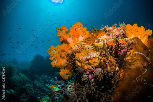 Orange soft corals and abundant fish life with sunburst