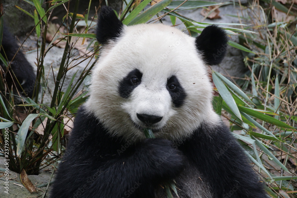 Fototapeta premium Beautiful Happy Furry Panda in China