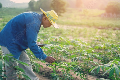Fotografía Businessman farmer holding tablet standing in cassava field