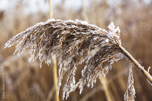 Close view of frozen reed covered with white frost
