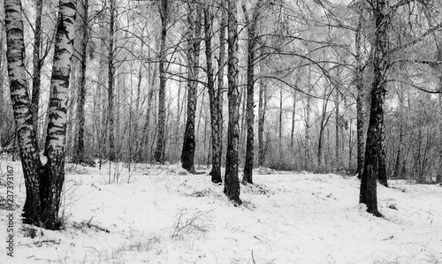 Steadicam shot of the birch forest in winter.