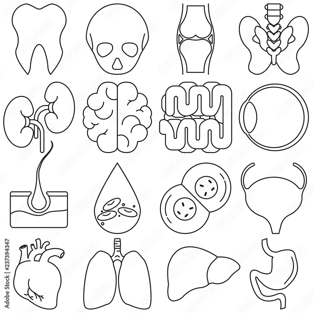 Fototapeta premium Icons of human organs in the style of lines