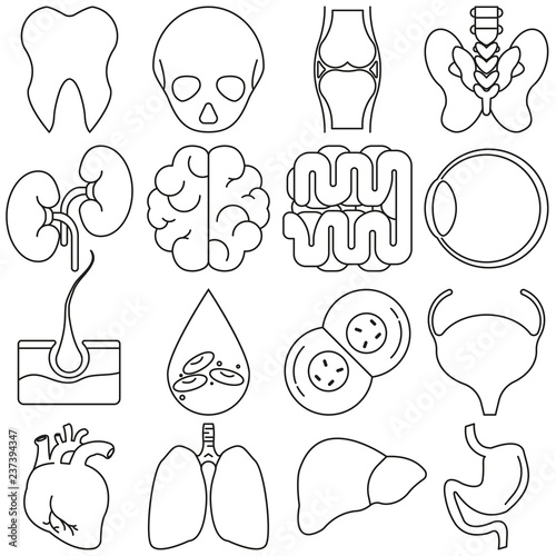 Icons of human organs in the style of lines