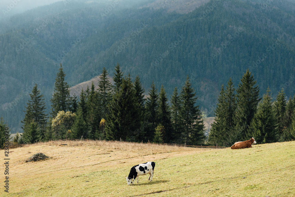 Black and white cow grazing on meadow in mountains. Cattle on a pasture