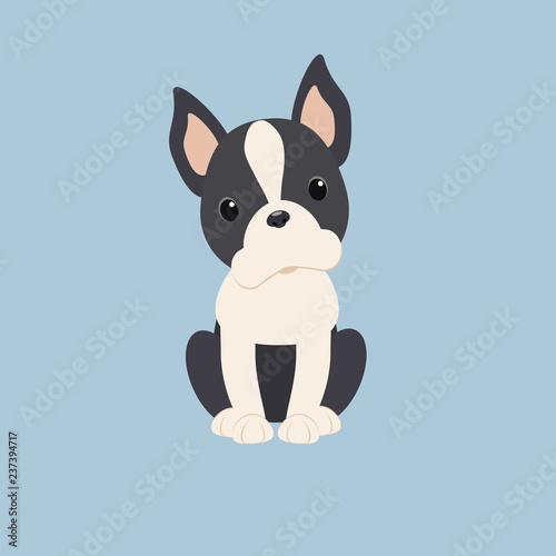 Boston Terrier dog breed vector