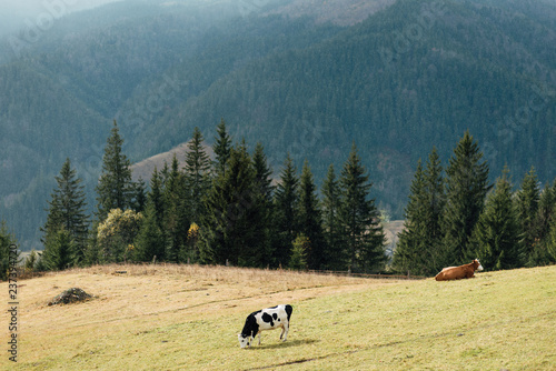 Black and white cow grazing on meadow in mountains. Cattle on a pasture