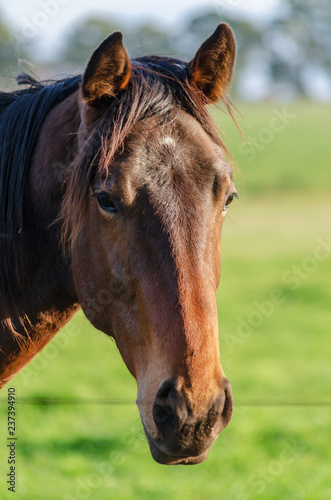 Close-up of a horse head with shallow depth of field in a countryside landscape