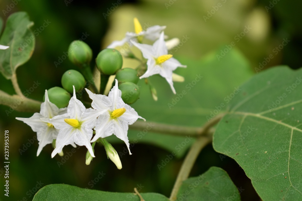 Turkey berry and white flower Turkey berry and white flower