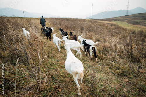 Fotografie Shepherd leads goats on the field