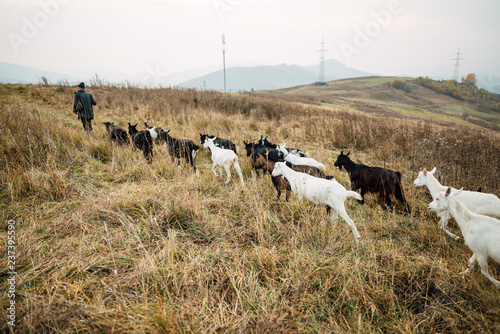 Canvas Print Shepherd leads goats on the field