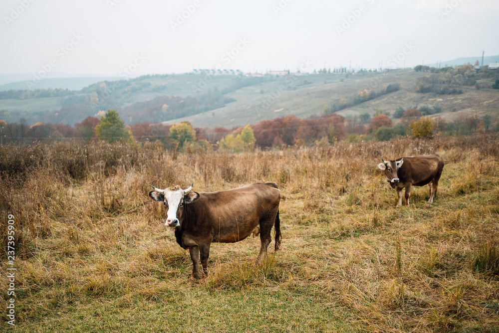 Cows on glade on mountain background