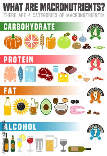 Main food groups macronutrients