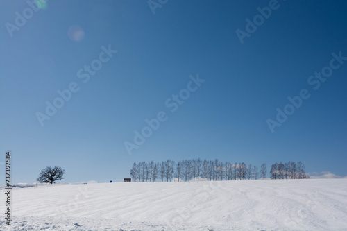 冬のシラカバ並木と青空 © kinpouge